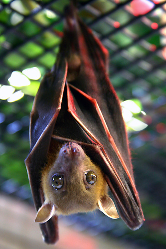 brian_the_bat.jpg